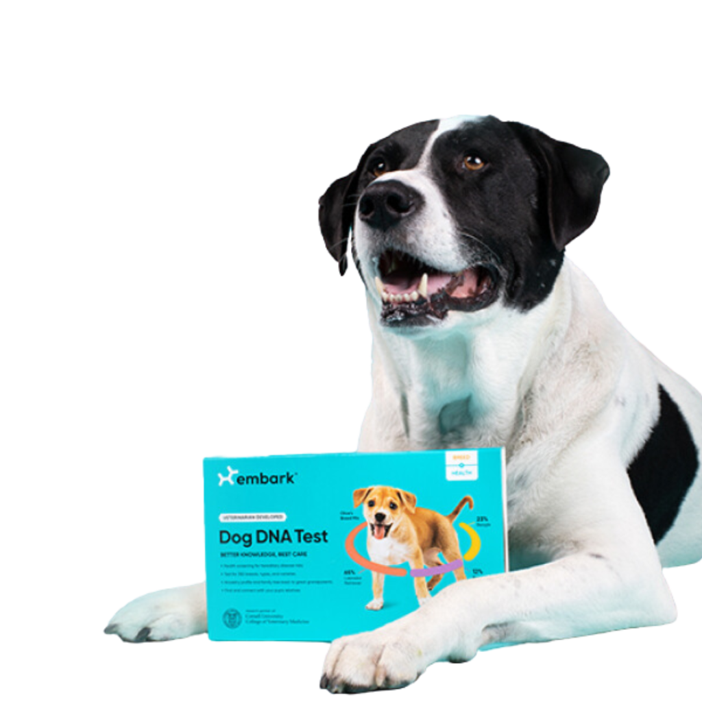 Embark Dog DNA Test Review — Here's How It Works and What You'll Learn